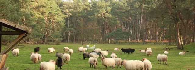 nederland-wandelen-schaapskooi-heidestein-zeist.jpg